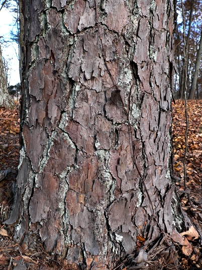 {Pinus echinata}